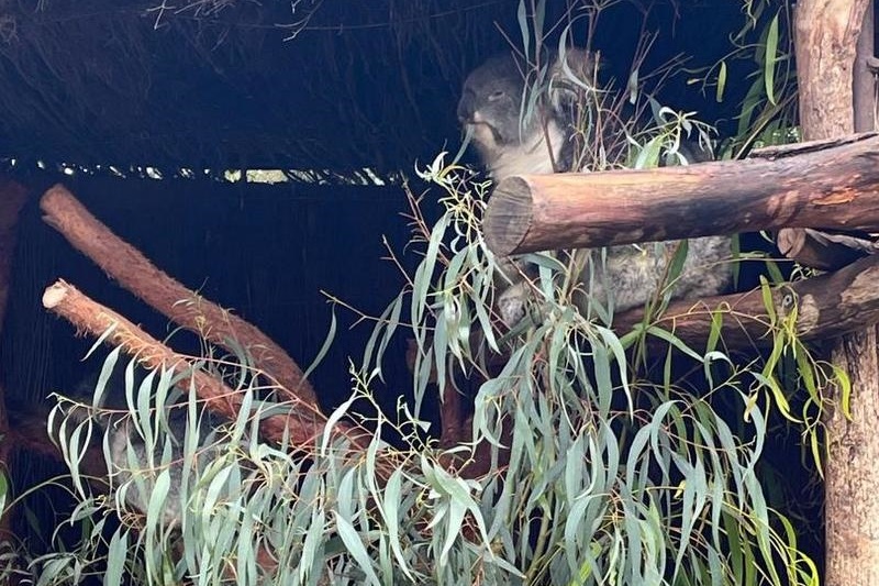 Year 4 Visit to Werribee Zoo