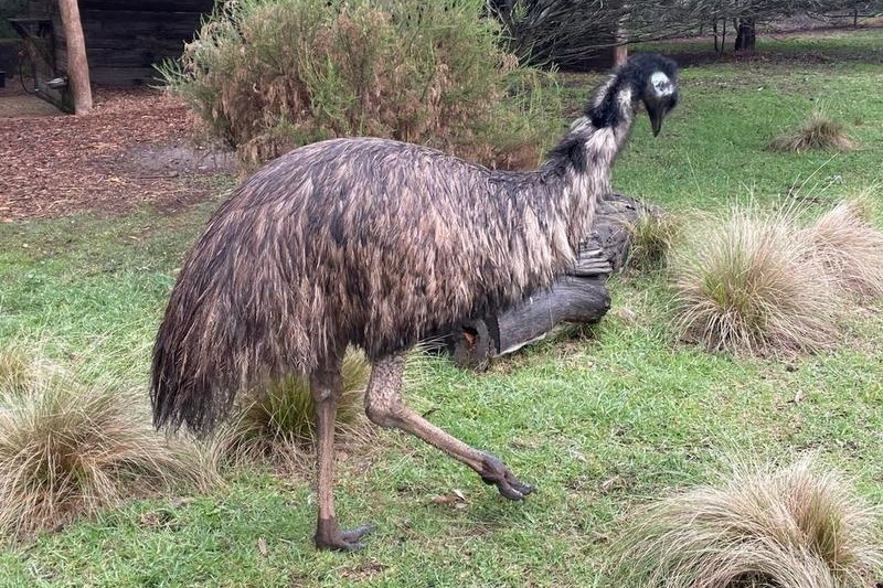 Year 4 Visit to Werribee Zoo