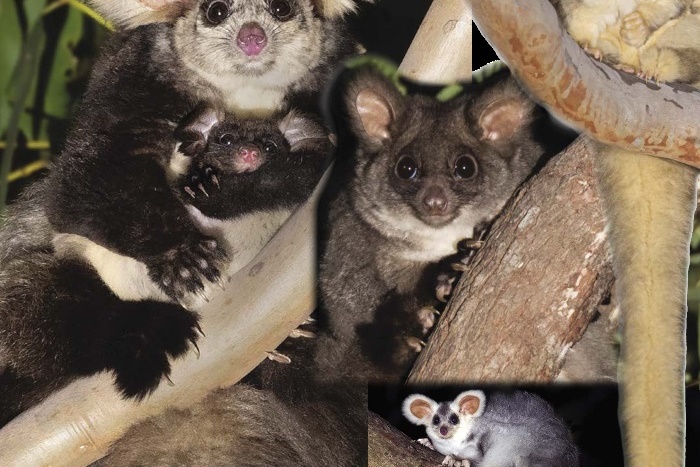 Endangered Greater Glider