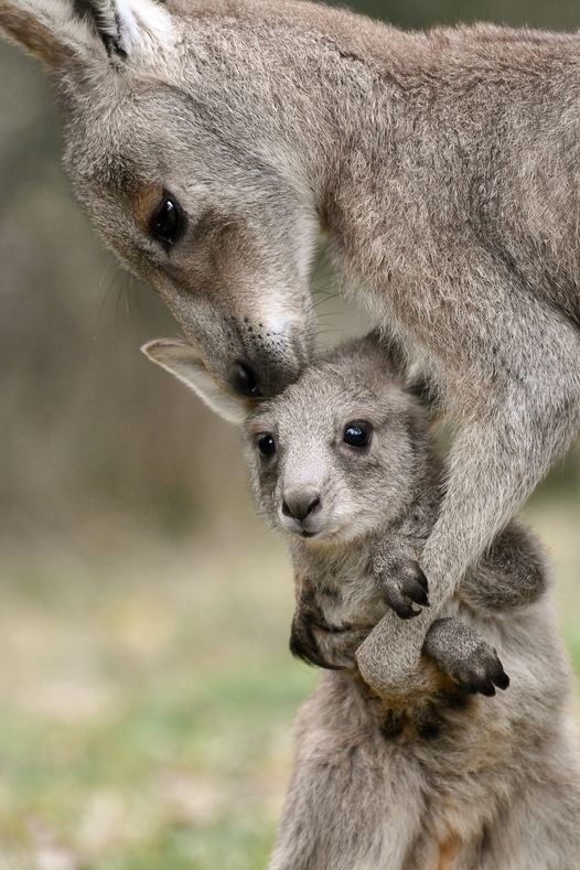 Celebrating World Kangaroo Day