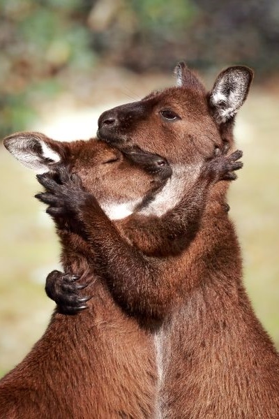 Celebrating World Kangaroo Day