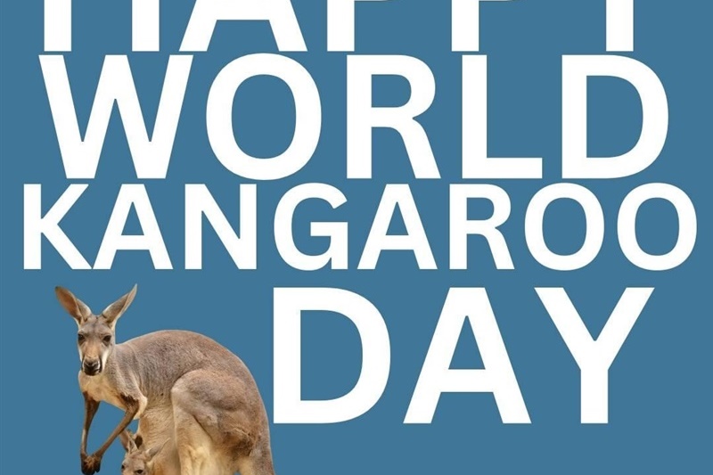 Celebrating World Kangaroo Day