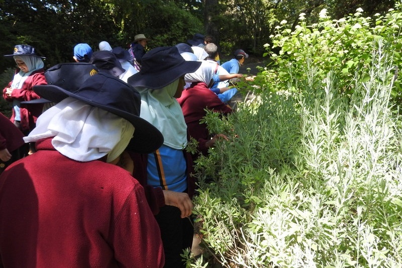 Year 3 Excursion: Royal Botanical Gardens