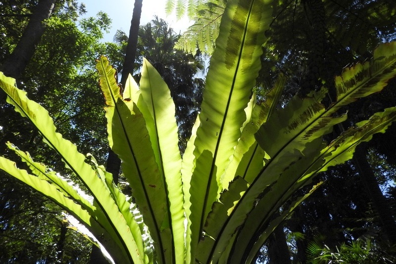 Year 3 Excursion: Royal Botanical Gardens