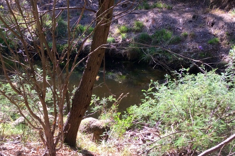 Year 7 Field Trip to the Darebin Creek Parklands