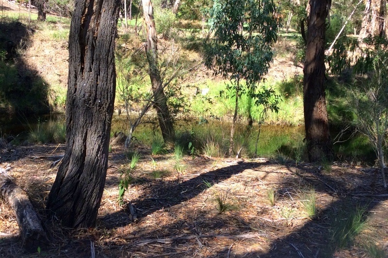 Year 7 Field Trip to the Darebin Creek Parklands