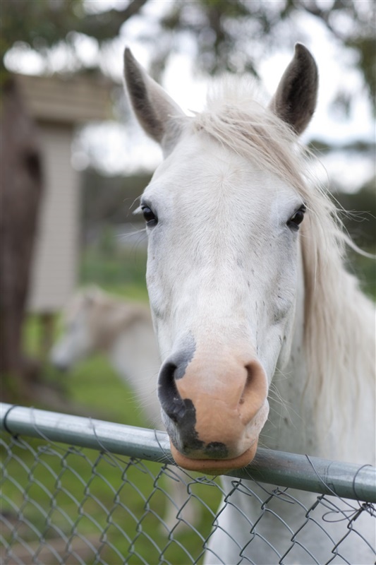 Horse Riding Program