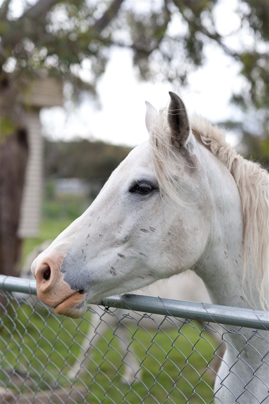 Horse Riding Program