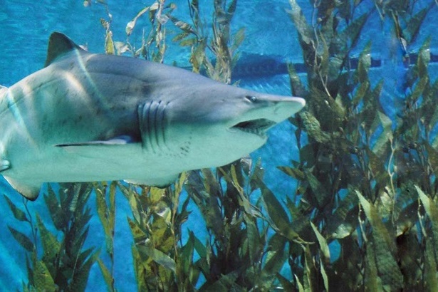 Year 7A Excursion: Melbourne Aquarium