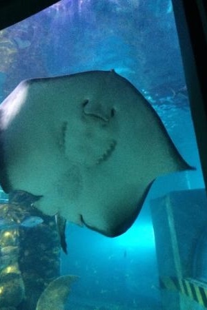 Year 7A Excursion: Melbourne Aquarium