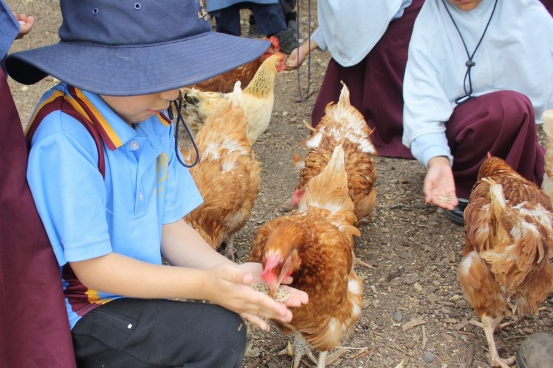 Year Foundation Excursion to Bundoora Farm