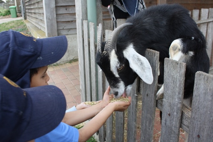 Year Foundation Excursion to Bundoora Farm