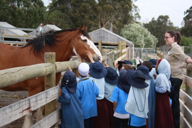 Year Foundation Excursion to Bundoora Farm