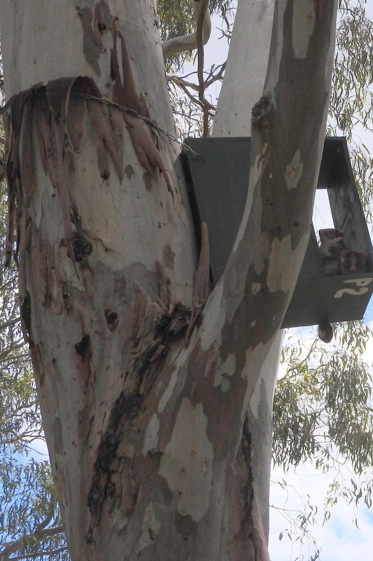 Year 8 Excursion: Organ Pipes National Park