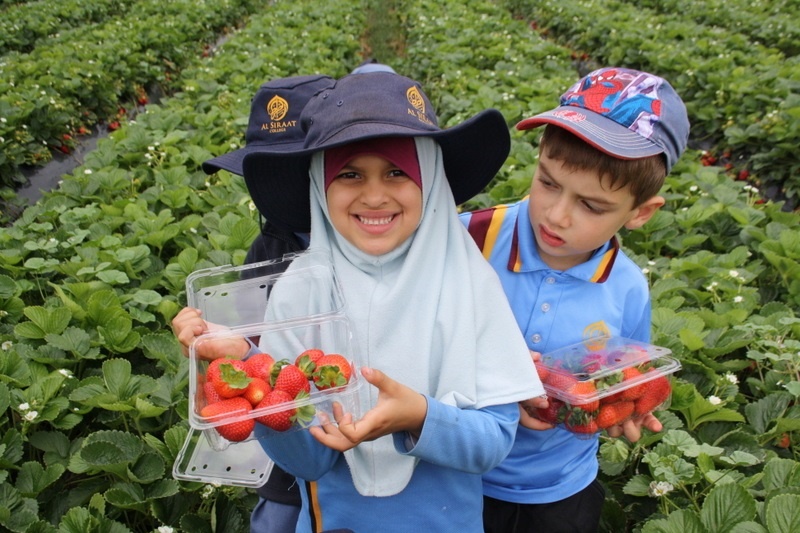 Strawberry Picking for Hifz A and Foundation