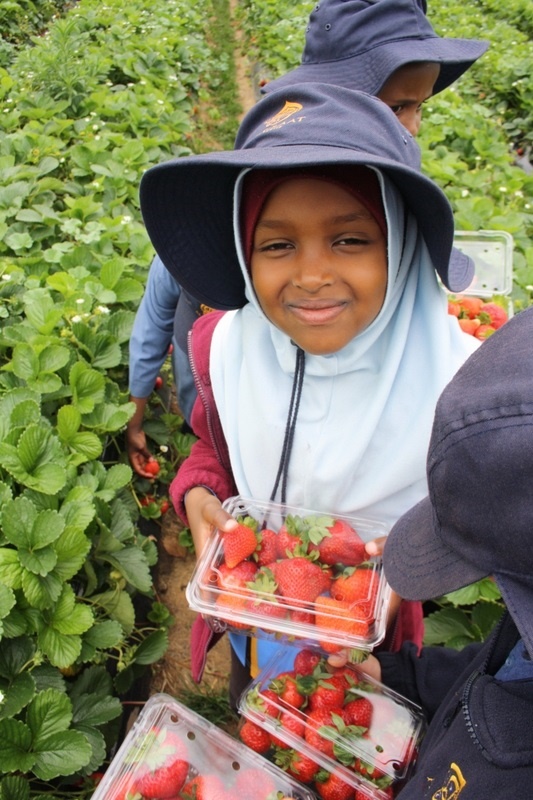 Strawberry Picking for Hifz A and Foundation