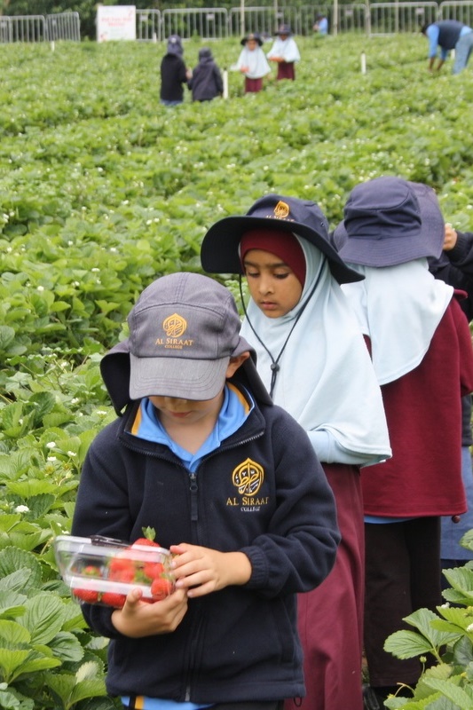 Strawberry Picking for Hifz A and Foundation