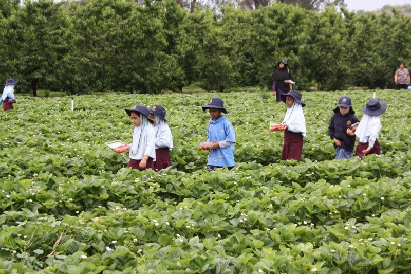 Strawberry Picking for Hifz A and Foundation