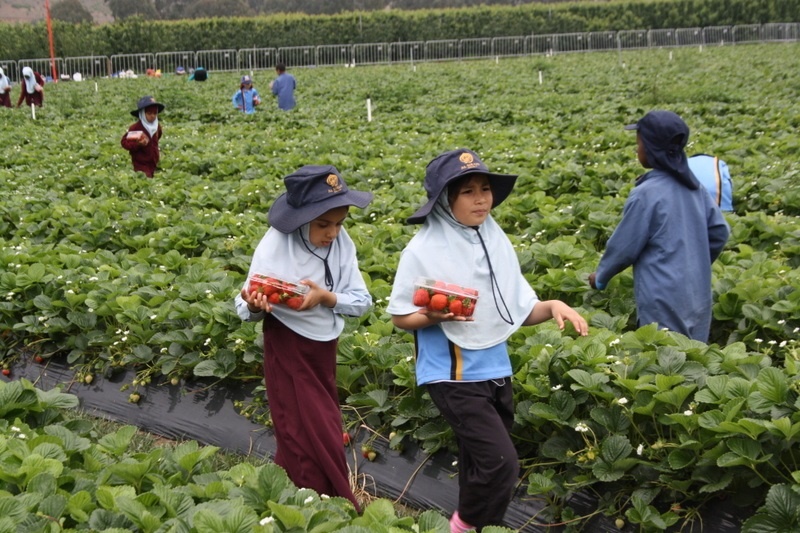 Strawberry Picking for Hifz A and Foundation