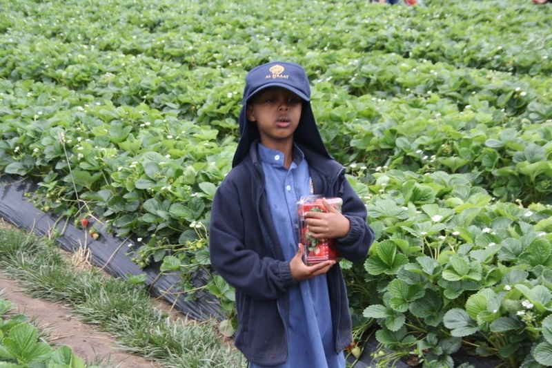 Strawberry Picking for Hifz A and Foundation