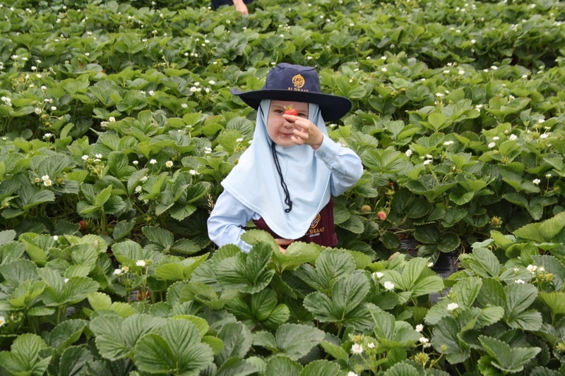 Strawberry Picking for Hifz A and Foundation