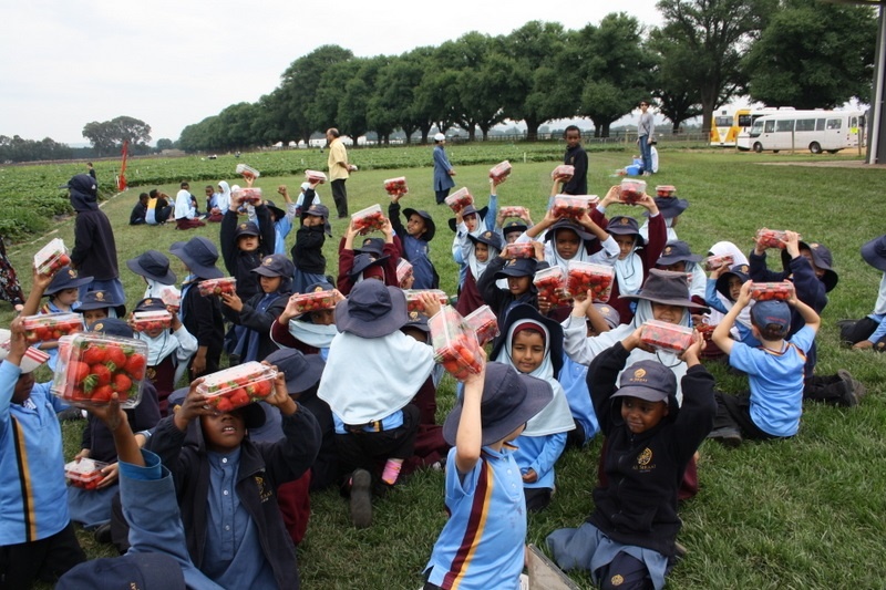 Strawberry Picking for Hifz A and Foundation