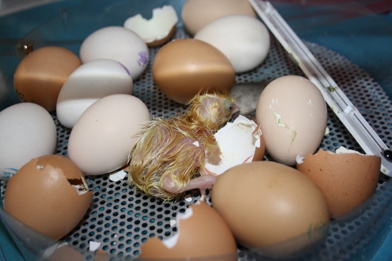 Henny Penny Hatching Chicken Incursion