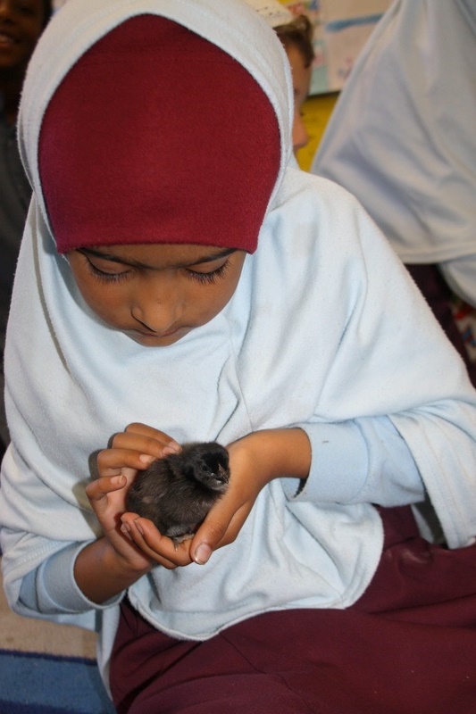 Henny Penny Hatching Chicken Incursion