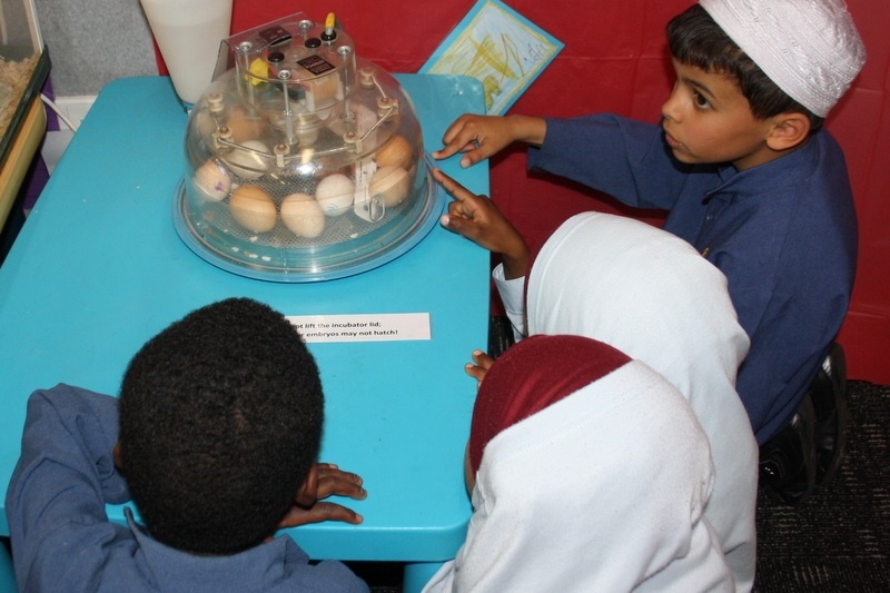 Henny Penny Hatching Chicken Incursion