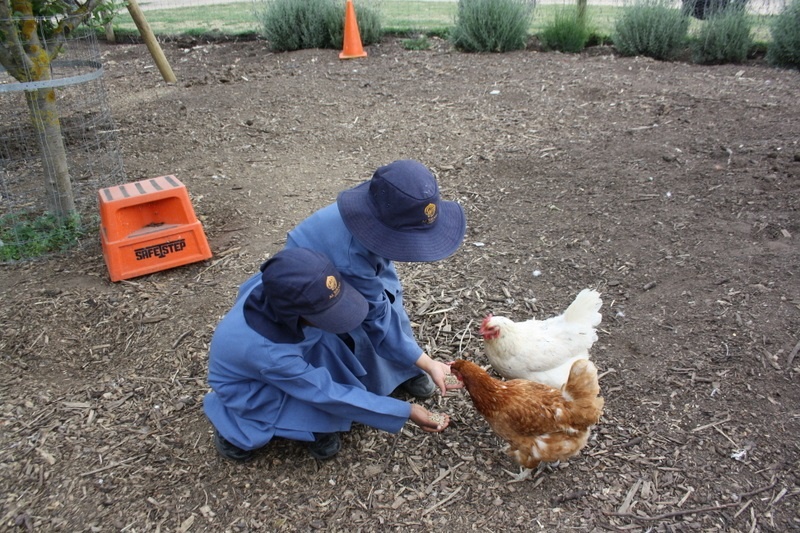 Henny Penny Hatching Chicken Incursion