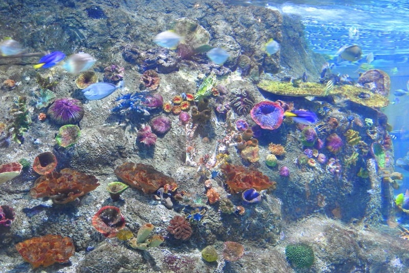 Year 7 Students Visit the Melbourne Aquarium