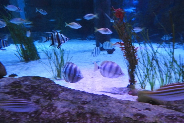 Year 7 Students Visit the Melbourne Aquarium