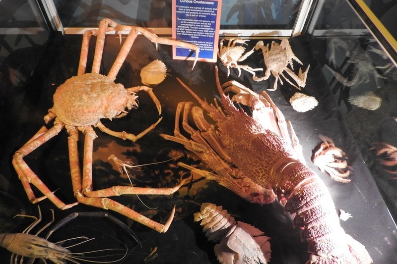 Year 7 Students Visit the Melbourne Aquarium