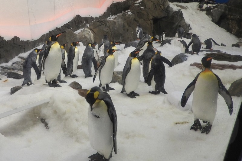 Year 7 Students Visit the Melbourne Aquarium