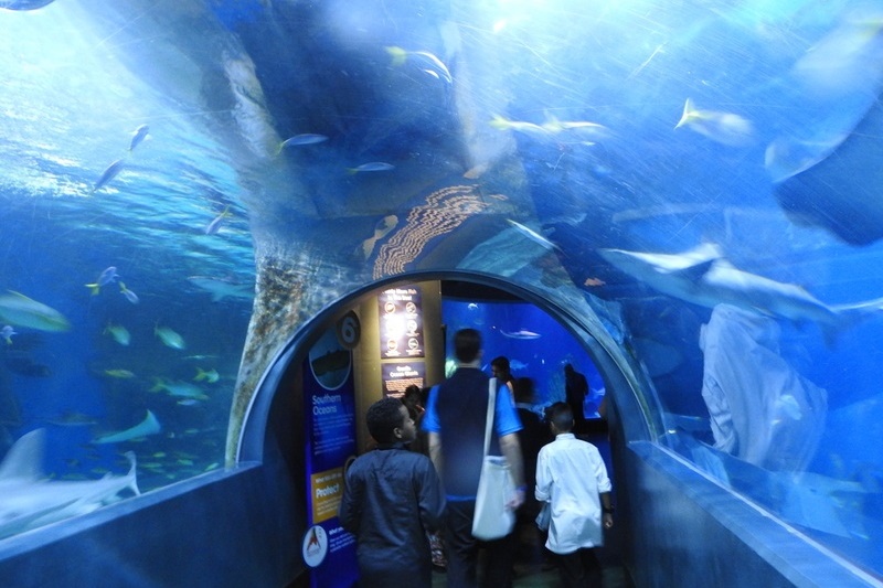 Year 7 Students Visit the Melbourne Aquarium