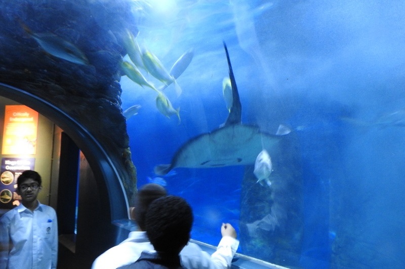 Year 7 Students Visit the Melbourne Aquarium