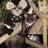 Endangered Greater Glider