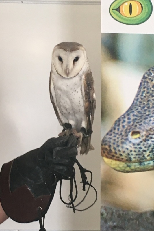 Year 3 Incursion: Reptile Encounters