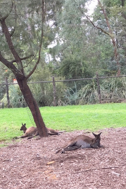 Year 2 Excursion: Healesville Sanctuary