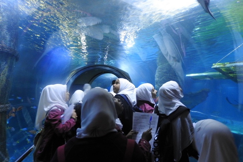 Year 7 Excursion: Sea Life Aquarium