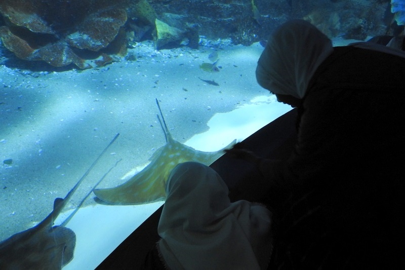 Year 7 Excursion: Sea Life Aquarium