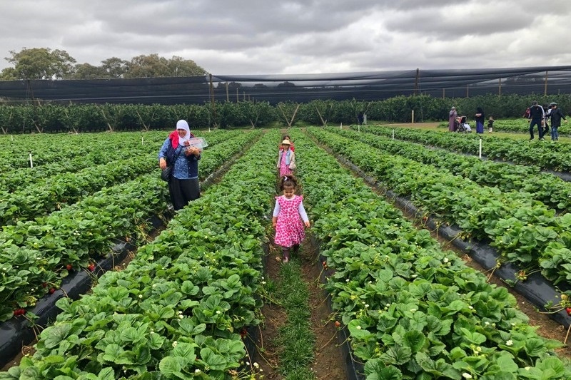 Islamic Storytime Excursion: Strawberry Farm