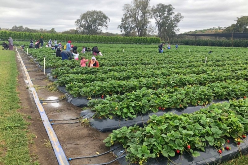 Islamic Storytime Excursion: Strawberry Farm