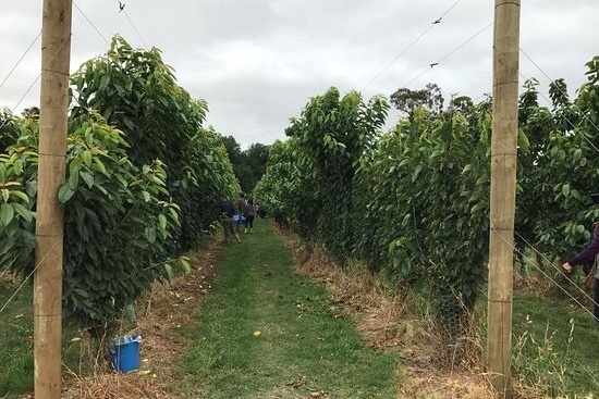 Islamic Storytime Excursion: Strawberry Farm