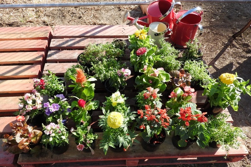 Community Gardens: Mums Second Working Bee