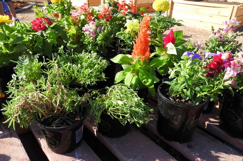 Community Gardens: Mums Second Working Bee