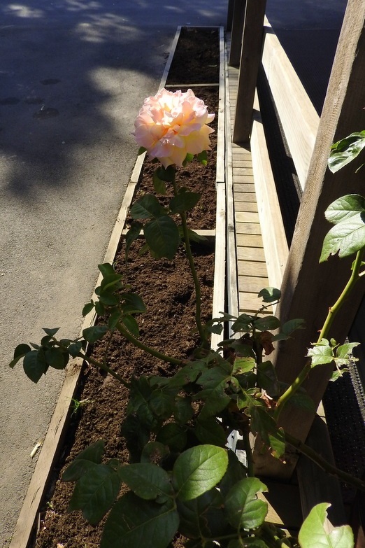 Community Gardens: Mums Second Working Bee