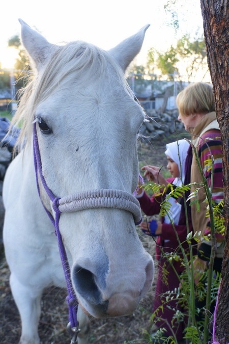 New Horsemanship Class for Year 3 Students