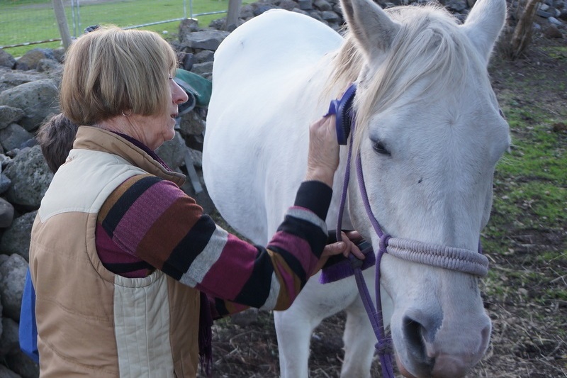 New Horsemanship Class for Year 3 Students