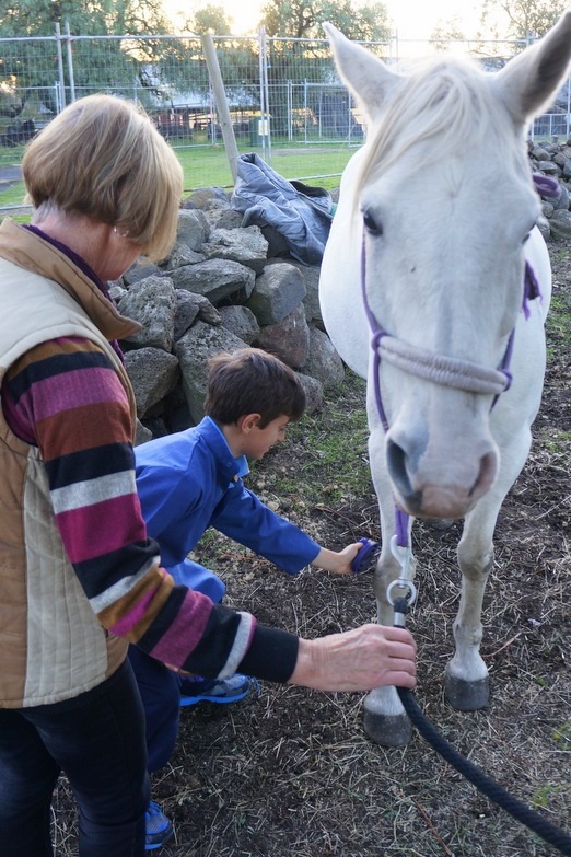 New Horsemanship Class for Year 3 Students